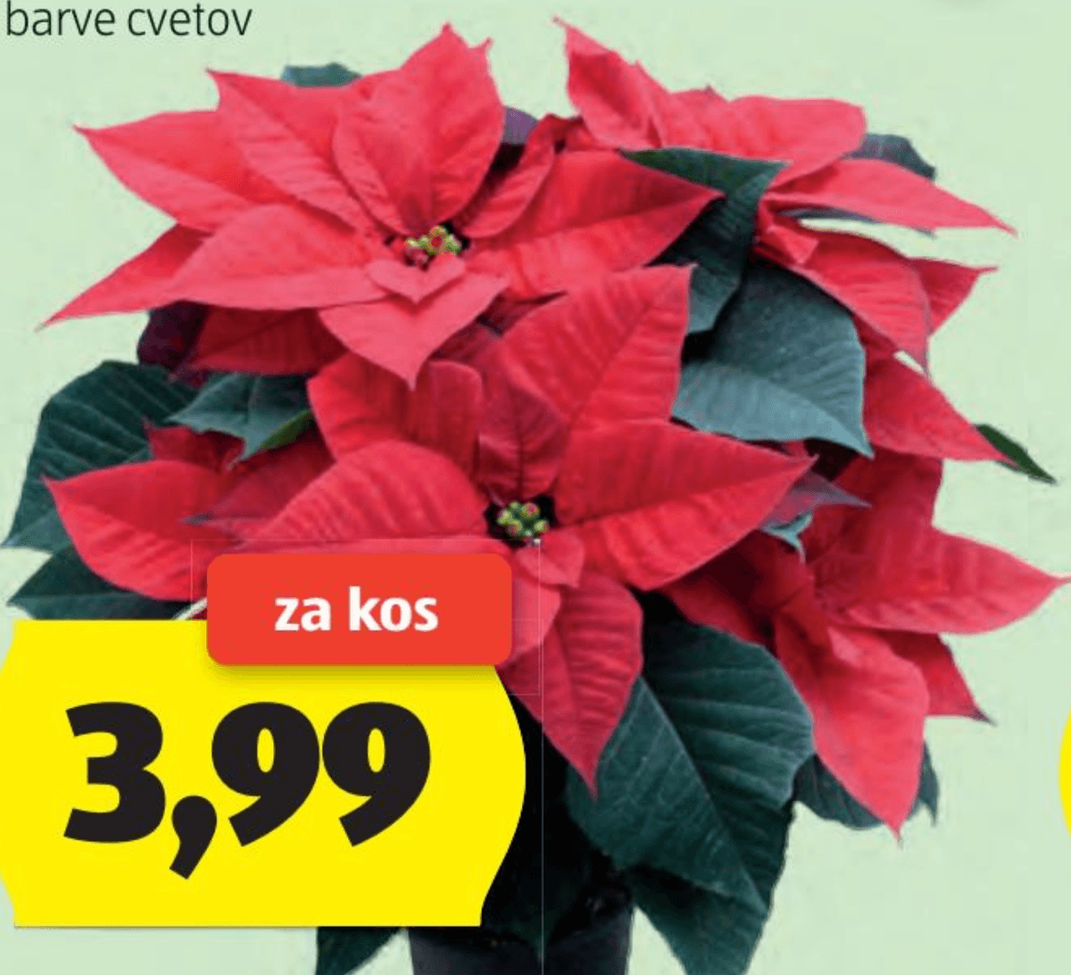 Božična zvezda - Akcija v trgovini Hofer