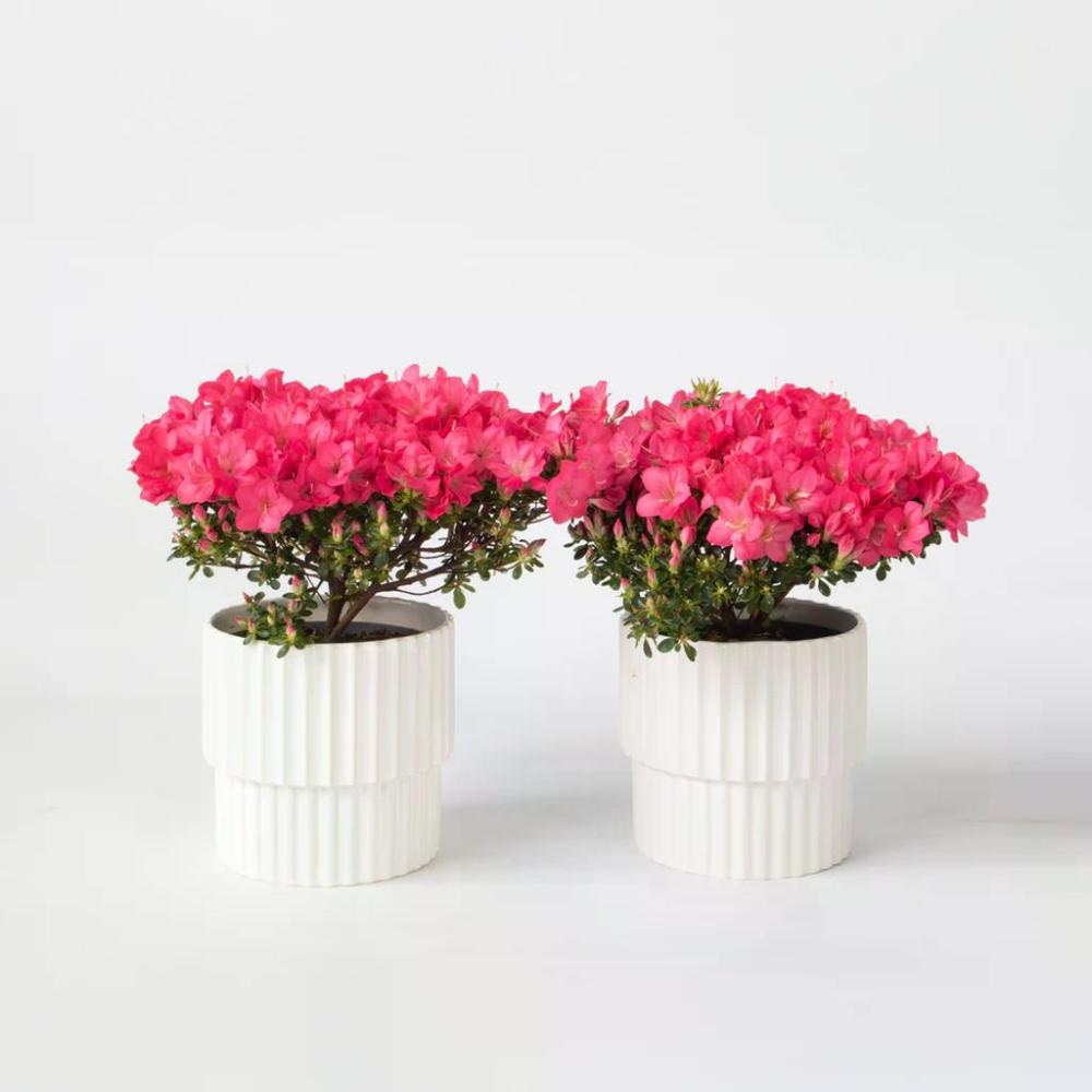 Japonska azalea Lonček: Ø 17 cm. - Akcija v trgovini Merkur