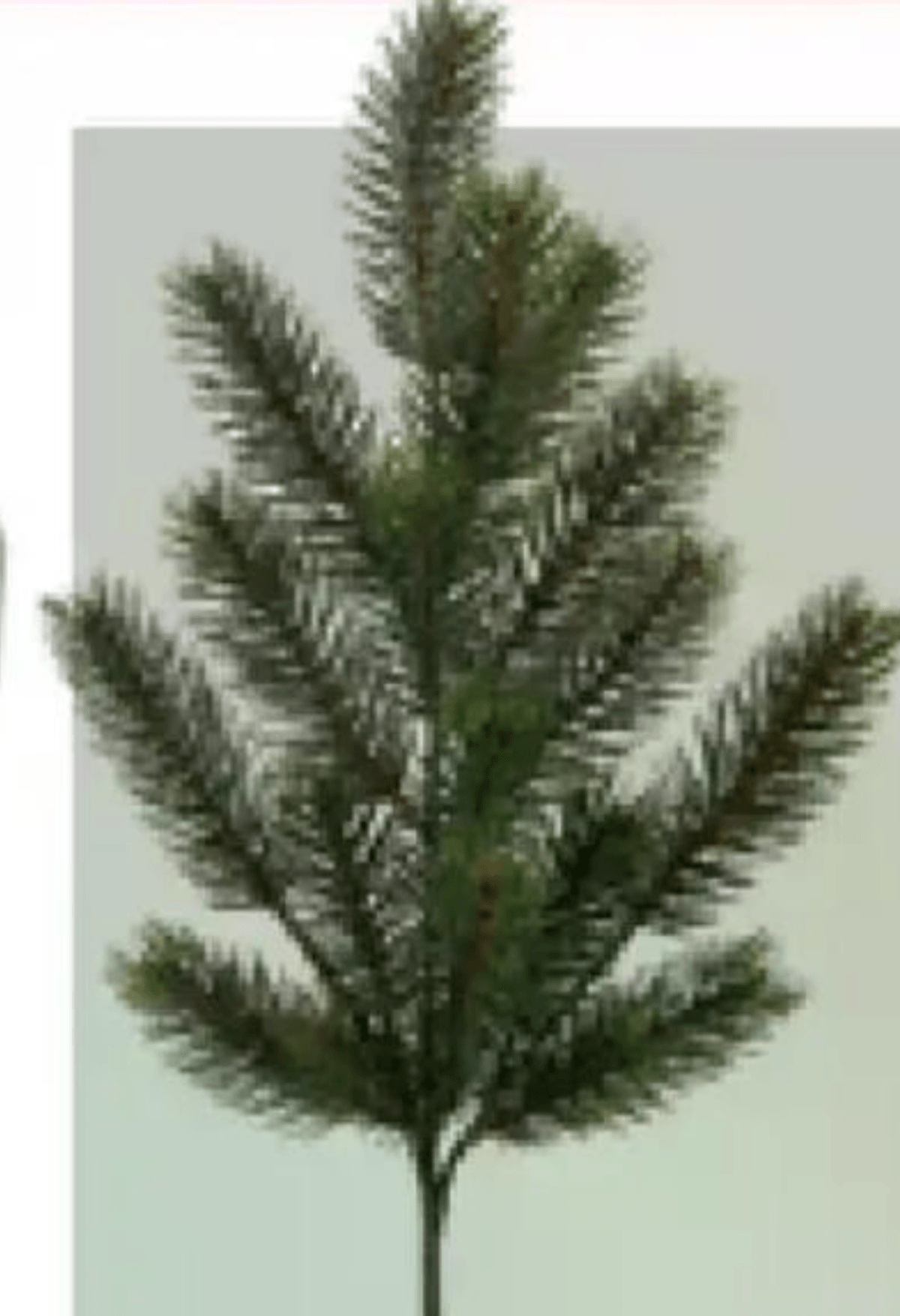 Veja jelke 51 cm - Akcija v trgovini Rutar