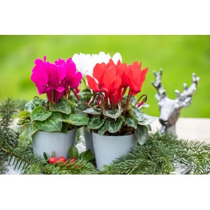 PERZIJSKA CIKLAMA - Akcija v trgovini Obi