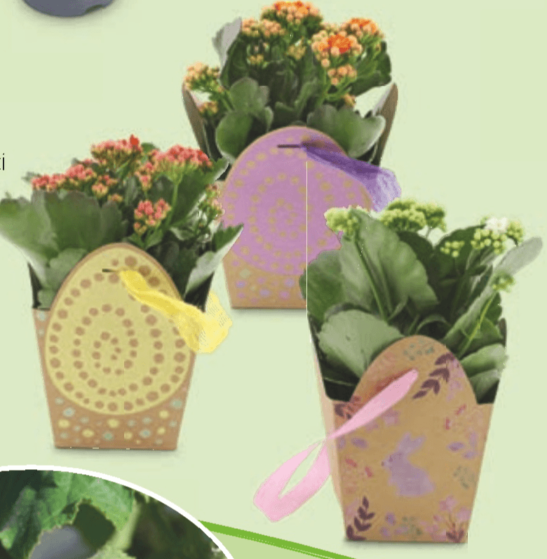 Kalandiva - Akcija v trgovini Hofer