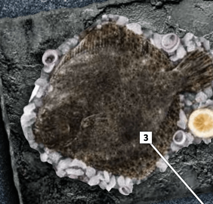 Romb - Akcija v trgovini E.Leclerc