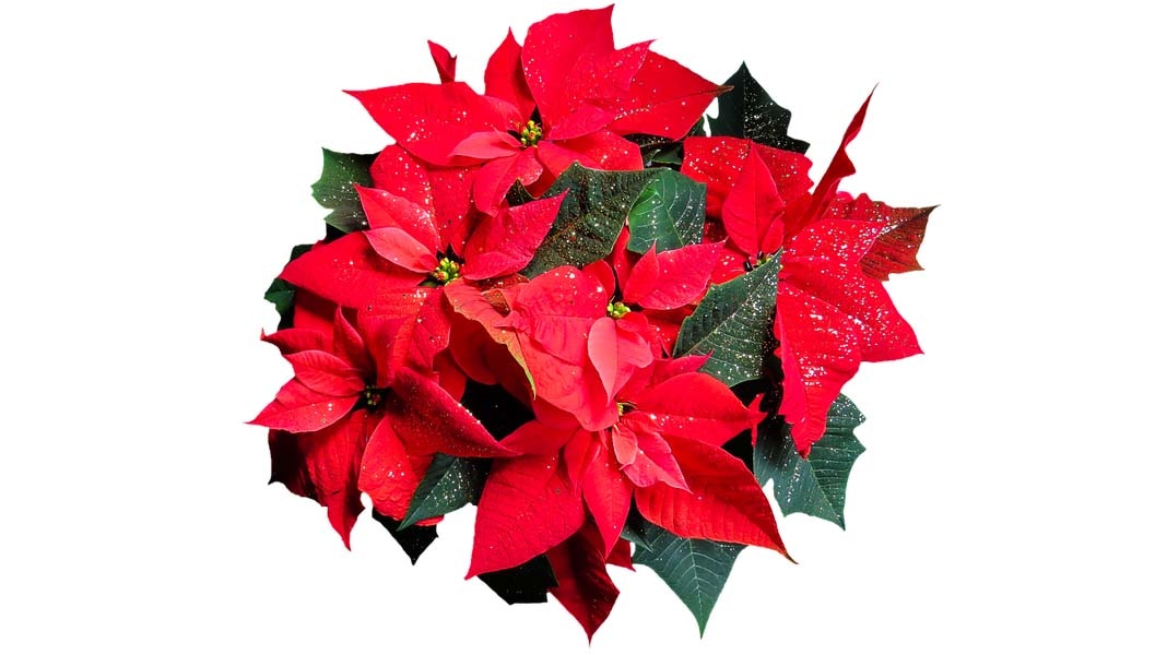 Božična zvezda Ølončka pribl. 11 cm s 3-4 poganjki - Akcija v trgovini Obi