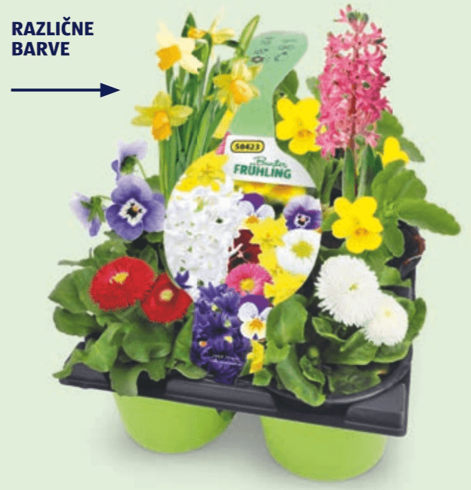 Spomladanske cvetlice 6 rastlin na pladnju - Akcija v trgovini Hofer
