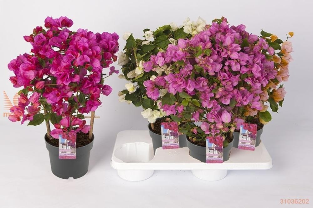 Sadika Bougainvillea 100-125 cm - Akcija v trgovini Pevex