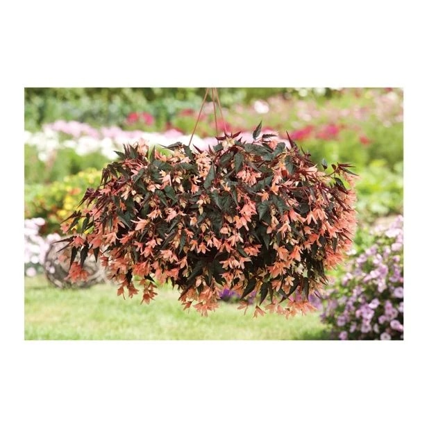 Begonija 'Bellavista Dark Leaf Salmon' Volmary - Akcija v trgovini Bauhaus