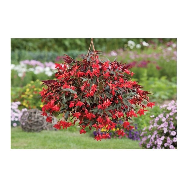 Begonija 'Bellavista' Volmary - Akcija v trgovini Bauhaus