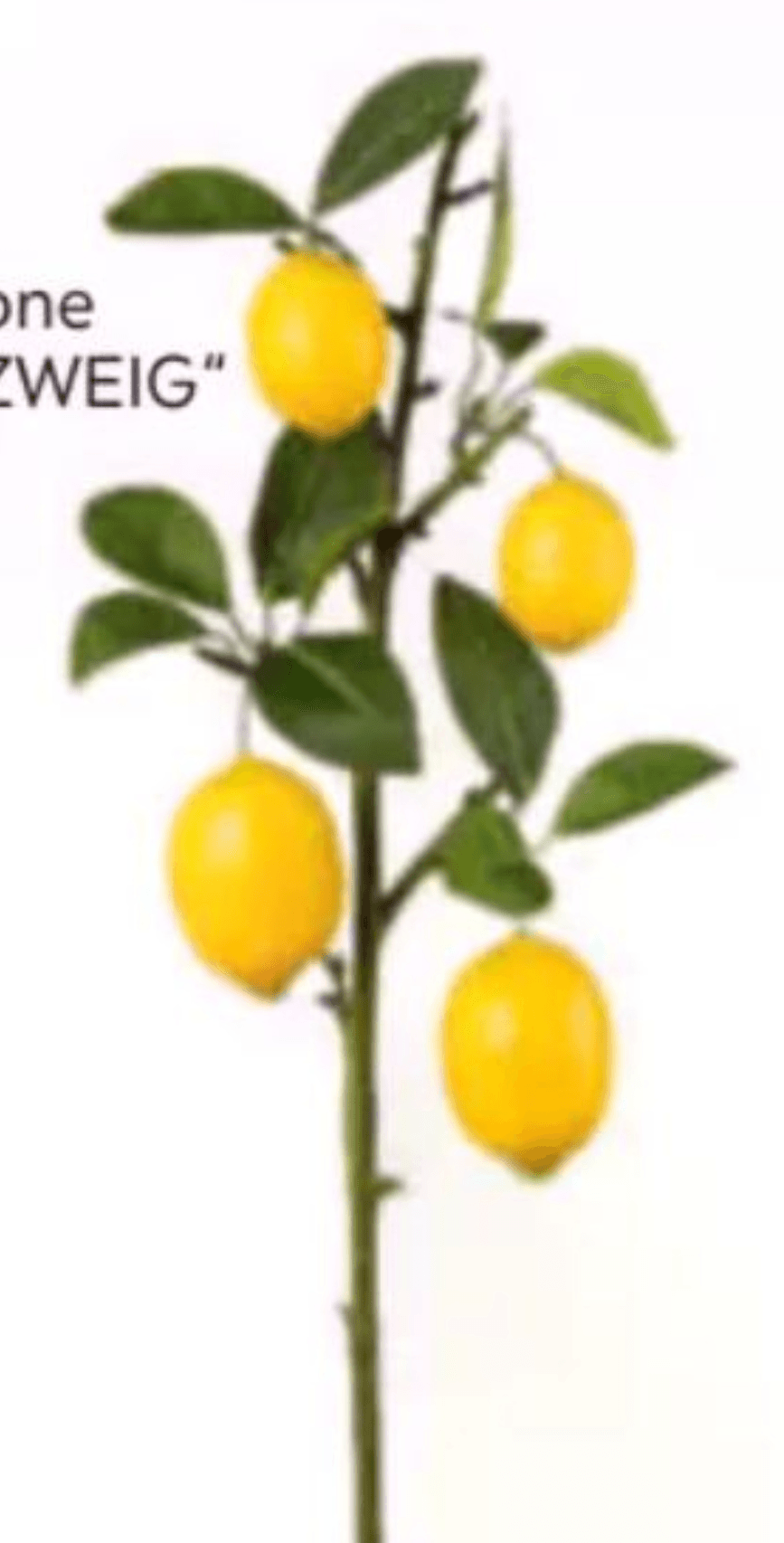 Okrasne limone „ZITRONENZWEIG" - Akcija v trgovini Mömax