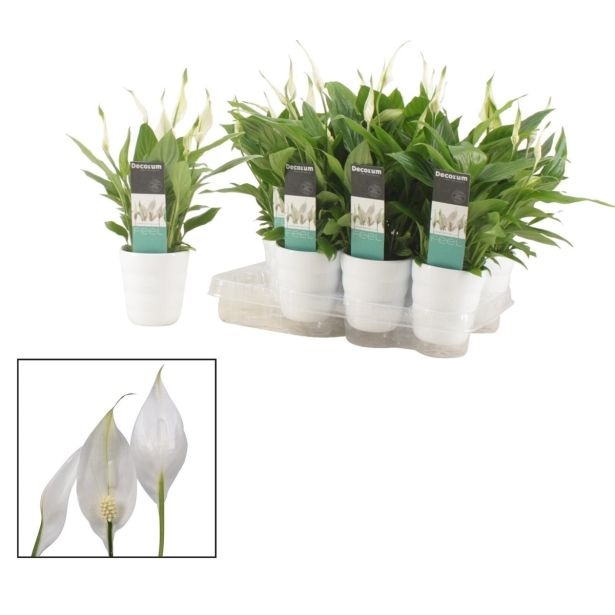 Spatifil - Akcija v trgovini Spar