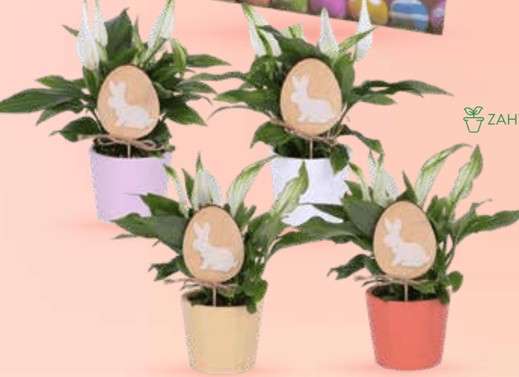 Mini Spatifil - Akcija v trgovini Spar