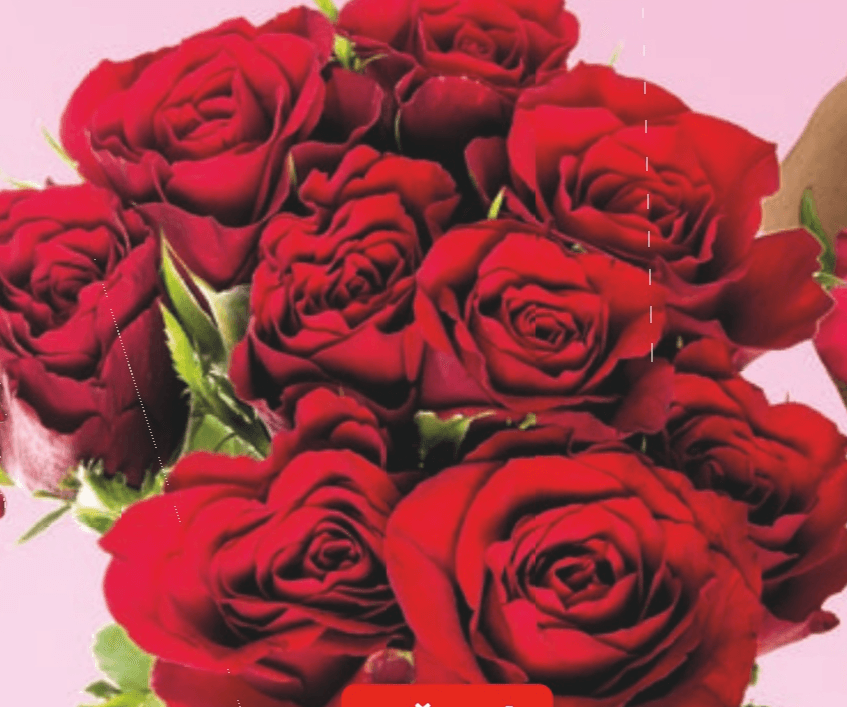 Vrtnice Premium 9 kosov - Akcija v trgovini Hofer