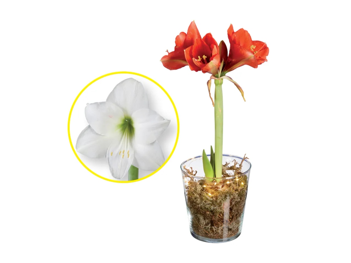 Amaryllis - Akcija v trgovini Lidl