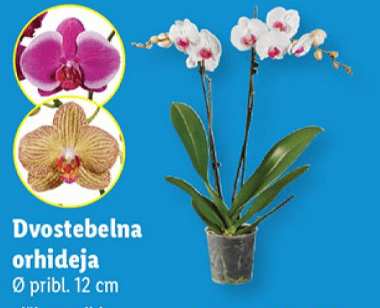 Dvostebelna orhideja Ø pribl. 12 cm Akcija v trgovini Lidl