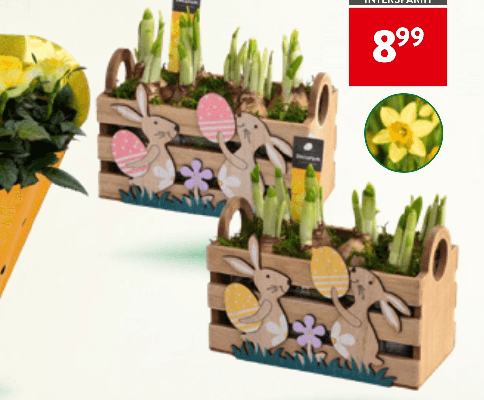 Čebulice narcis - Akcija v trgovini Spar