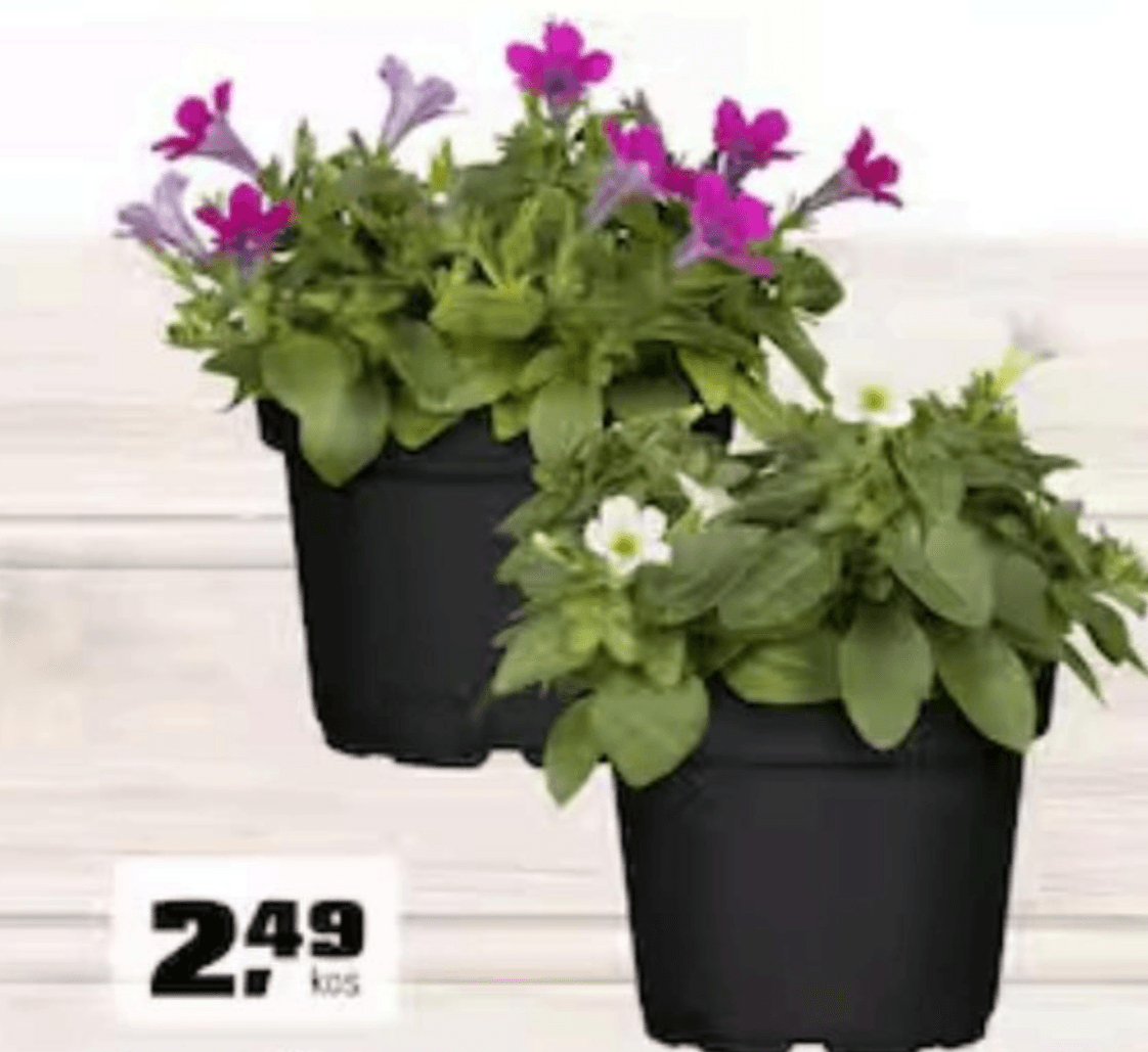 Petunija 10 kosov - Akcija v trgovini Obi