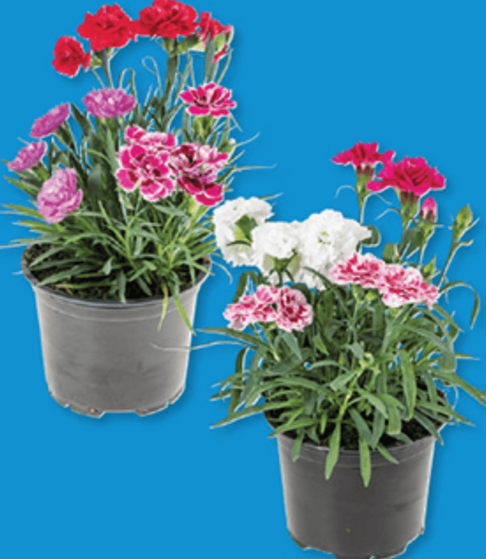 Nageljni - Akcija v trgovini Lidl