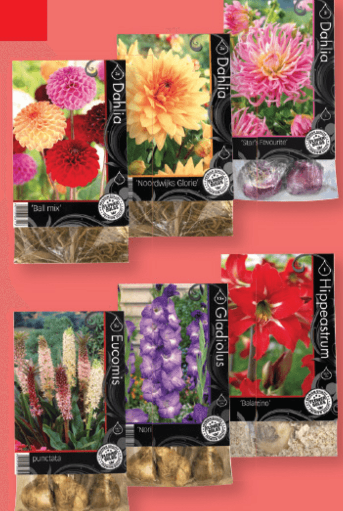 Premium cvetlične čebulice - Akcija v trgovini Lidl