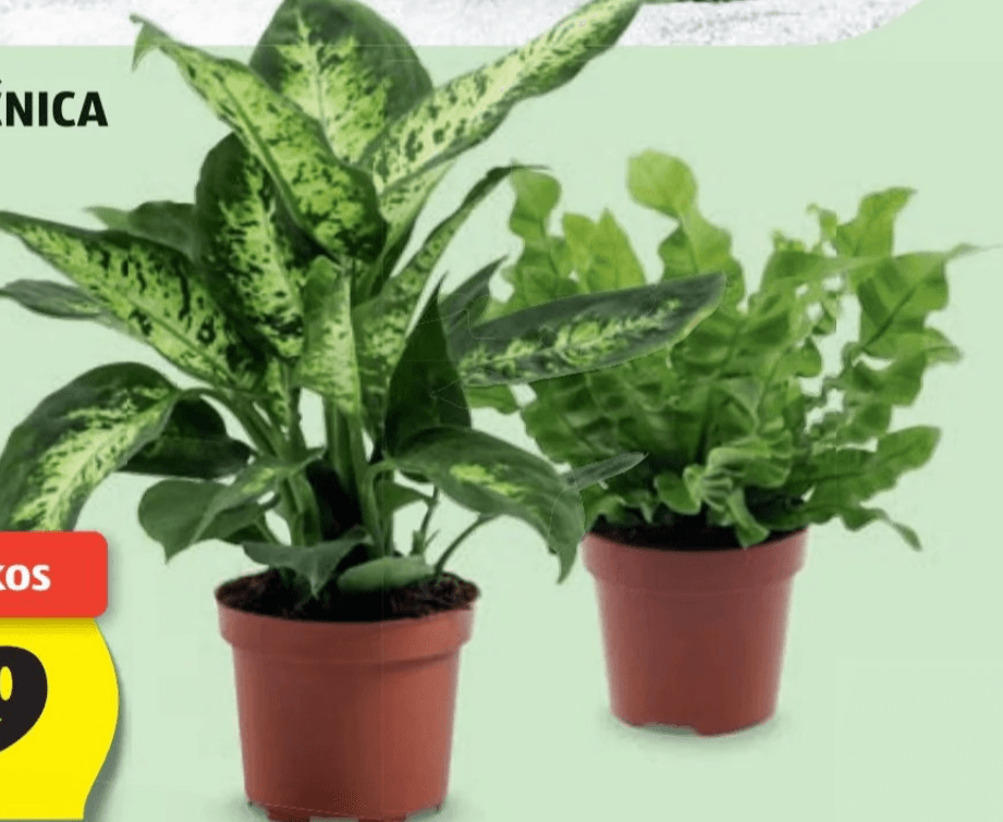 Zelena lončnica v ca. 12-cm loncu - Akcija v trgovini Hofer