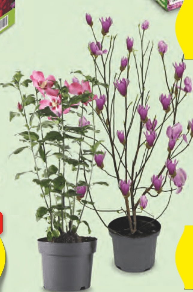 Cvetoča grmovnica - Akcija v trgovini Hofer