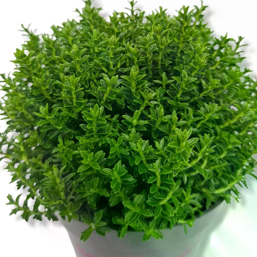 Grmasti Jetičnik grow - Akcija v trgovini Obi