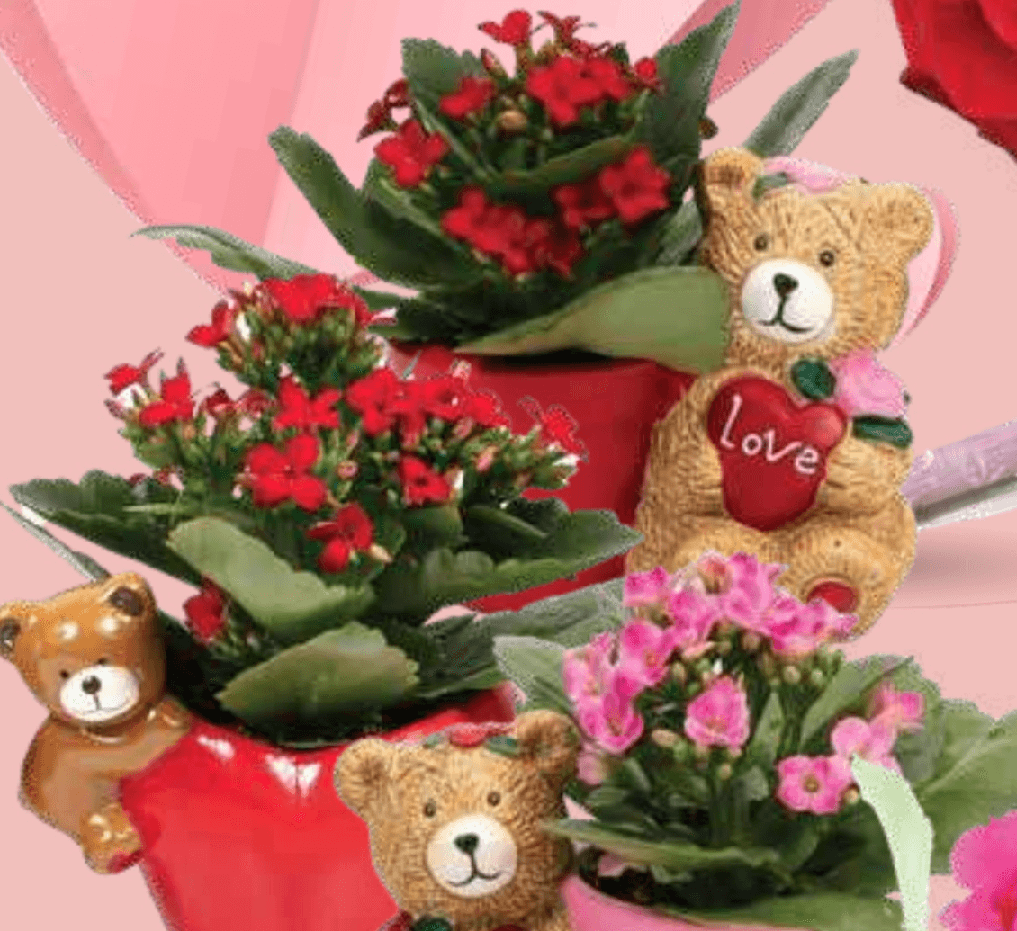 Lončnica kalanhoja z medvedkom premer: 16 cm - Akcija v trgovini Mercator