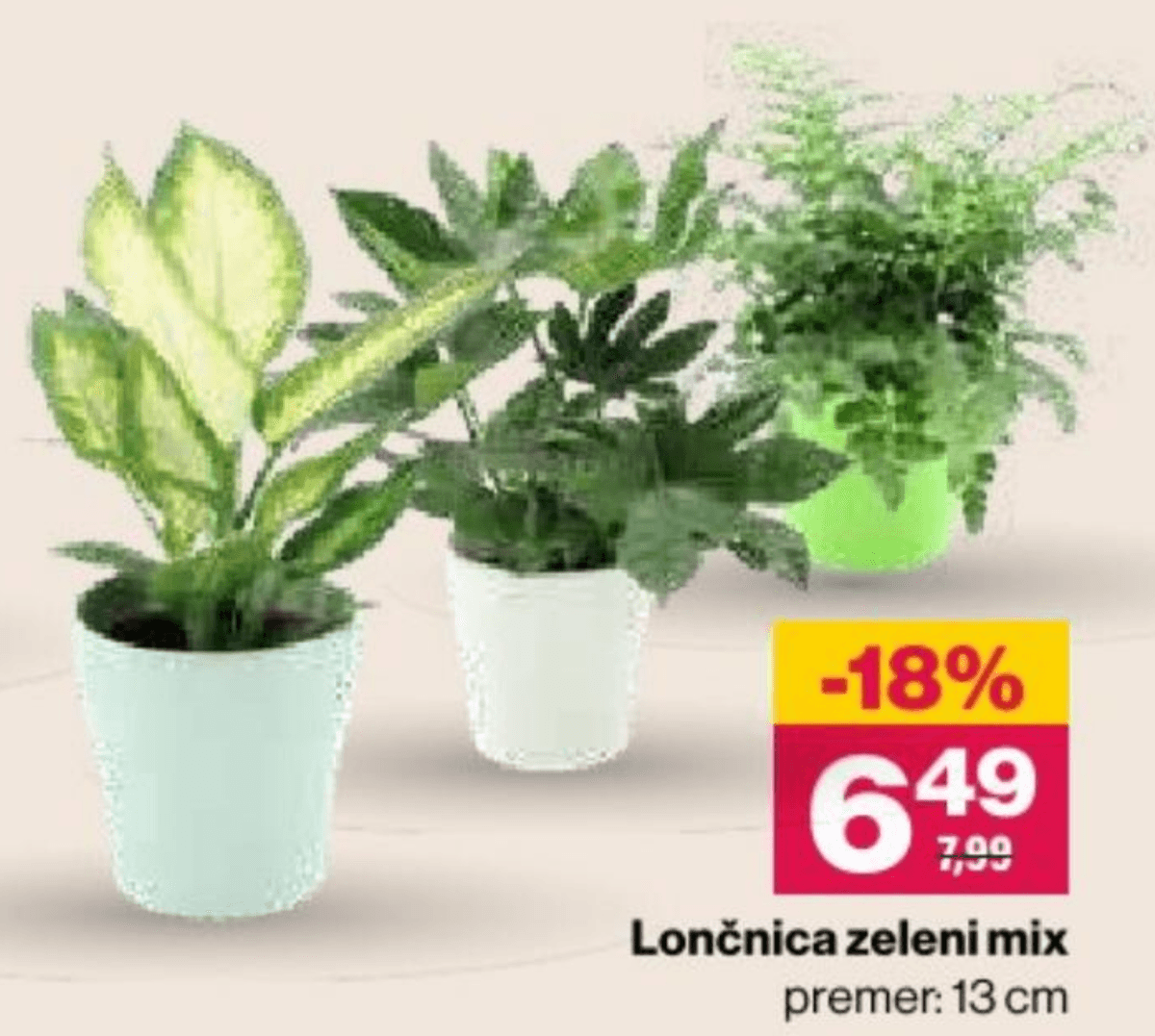 Lončnica zeleni mix - Akcija v trgovini Mercator