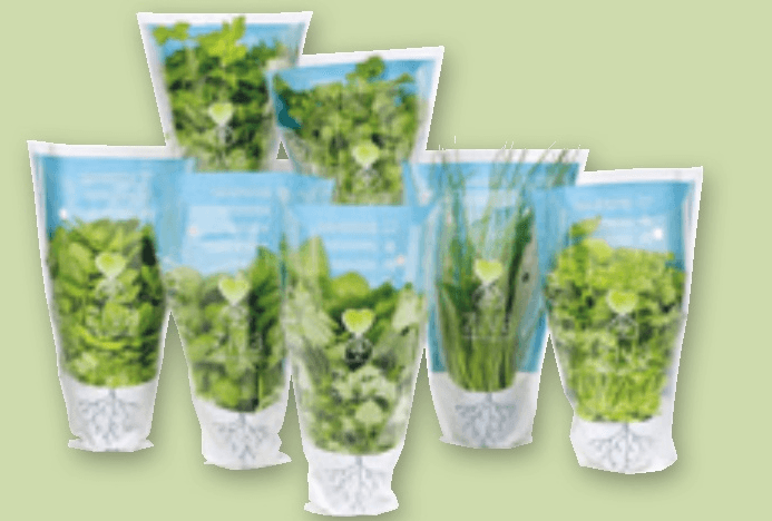 Slovenska zelišča živa 1 kos - Akcija v trgovini Spar