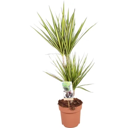 Lončnica DRACAENA MARGINATA Ø 17, 75 cm - Akcija v trgovini Pevex