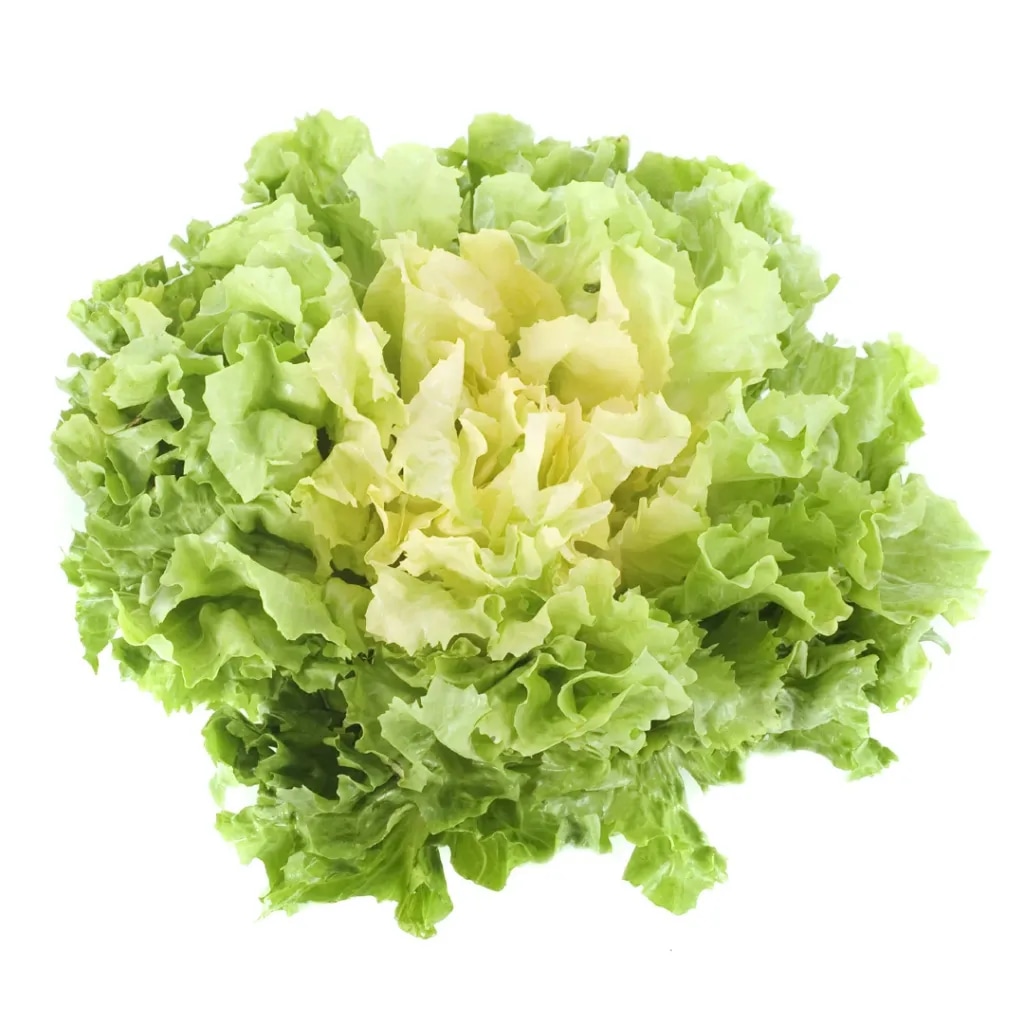 Solata endivja - Akcija v trgovini Mercator