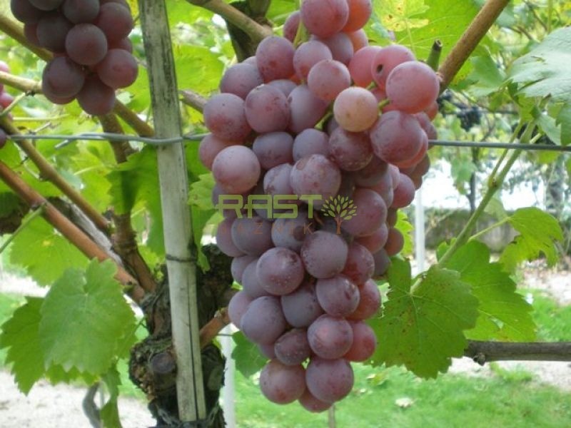 Sadike trsne cepljenke Angela 1 kos - Akcija v trgovini Jager