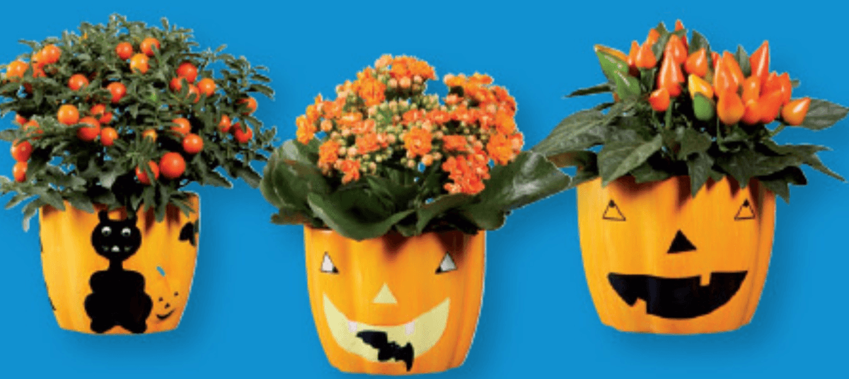 Dekoracija za noč čarovnic - Akcija v trgovini Lidl