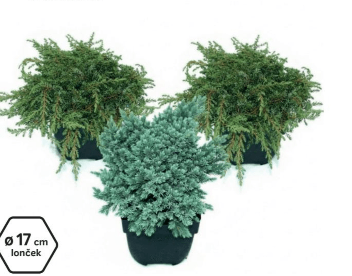 Brin - Akcija v trgovini Merkur