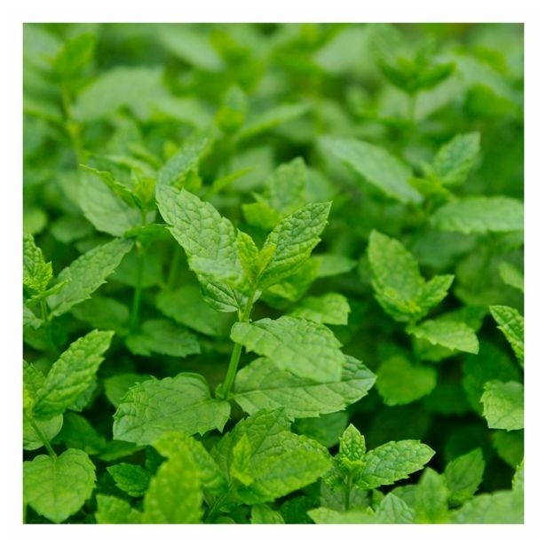 Meta v lončku Ø 12 cm Volmary - Akcija v trgovini Bauhaus