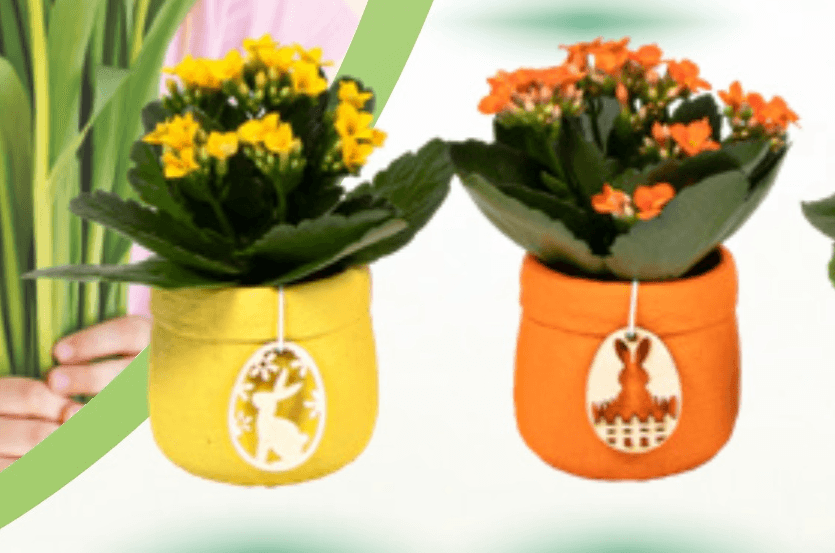 Mini kalanhoja - Akcija v trgovini Spar