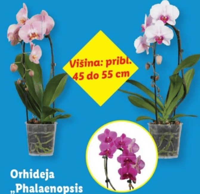 Orhideja „Phalaenopsis Cascade“ - Akcija v trgovini Lidl