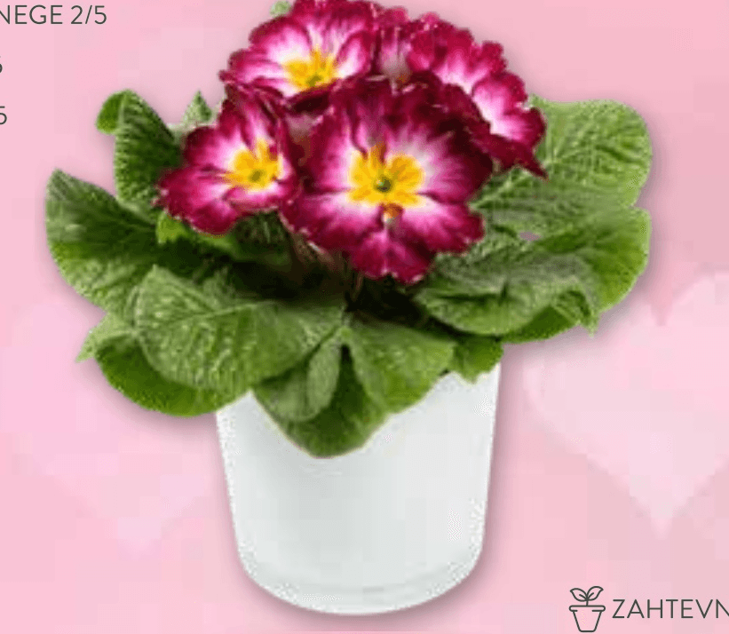 Primula premera 10 cm - Akcija v trgovini Spar