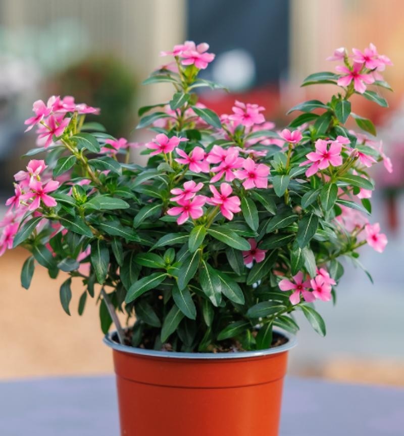 Vinka 'Soiree Mini-blüten' v lončku Ø 12 cm - Akcija v trgovini Bauhaus