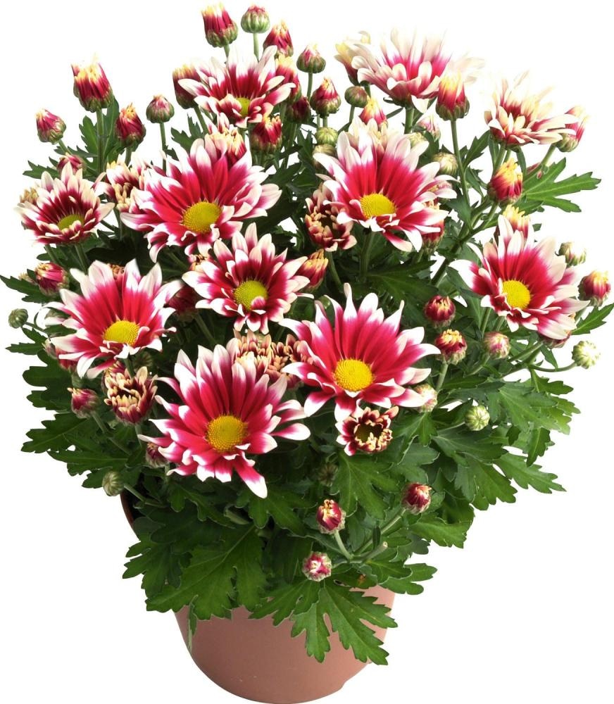 Krizantema Specialty - Akcija v trgovini Spar