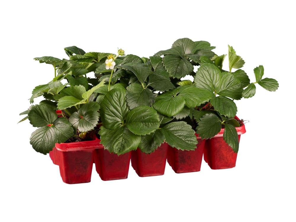 Sadike jagod 10 kosov v kompl. - Akcija v trgovini Lidl