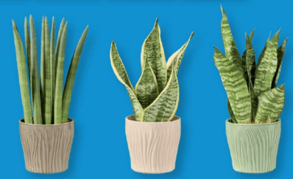 Vrvnica - Akcija v trgovini Lidl