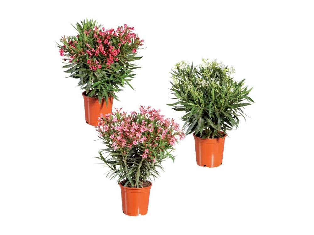 Oleander - Akcija v trgovini Lidl