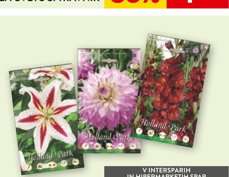 Cvetlične čebulice Holland Park - Akcija v trgovini Spar