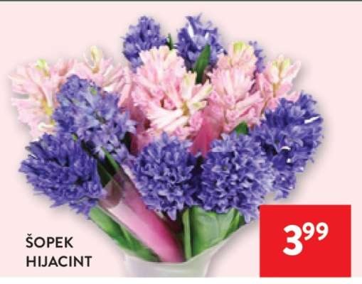 Šopek Hijacint 3 cvetovi - Akcija v trgovini Spar