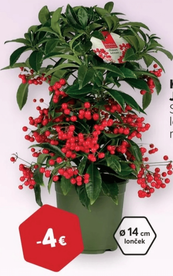 Koralna jagoda - Akcija v trgovini Merkur