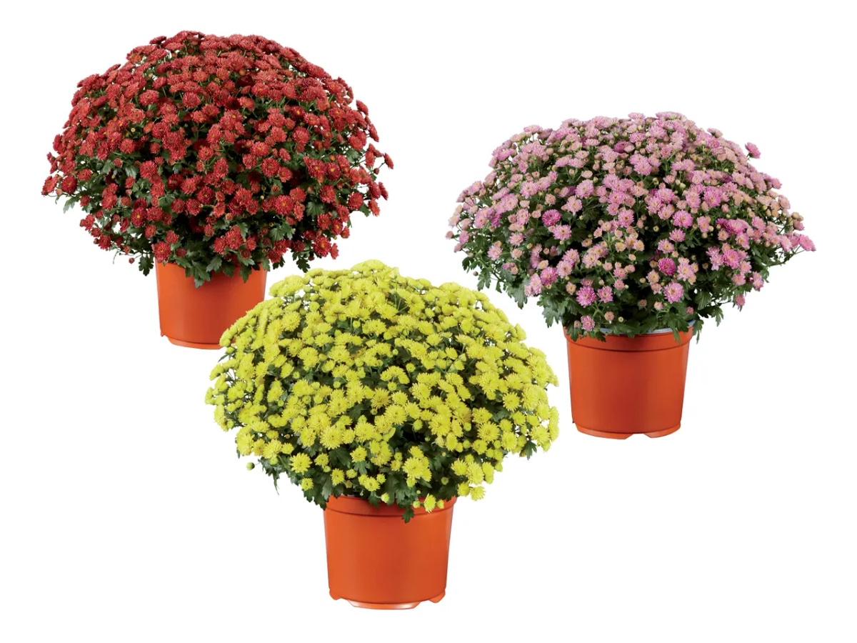 Krizantema Ø pribl. 19 cm Akcija v trgovini Lidl