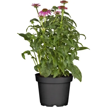 Echinacea ali Ameriški slamnik Ø lonca 19 cm Akcija v trgovini Obi