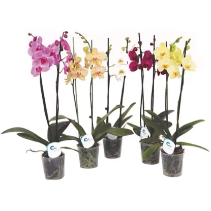 Ocean Orchids 2-stebelna mini orhideja Akcija v trgovini Spar