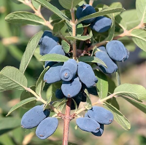 Sadika Sibirska Borovnica - Akcija v trgovini Pevex