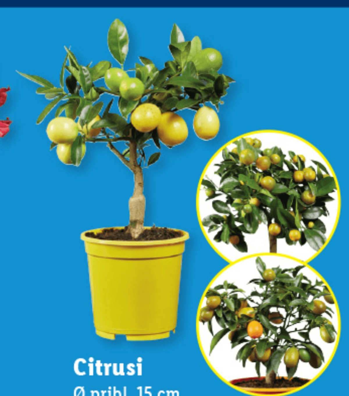Citrusi - Akcija v trgovini Lidl