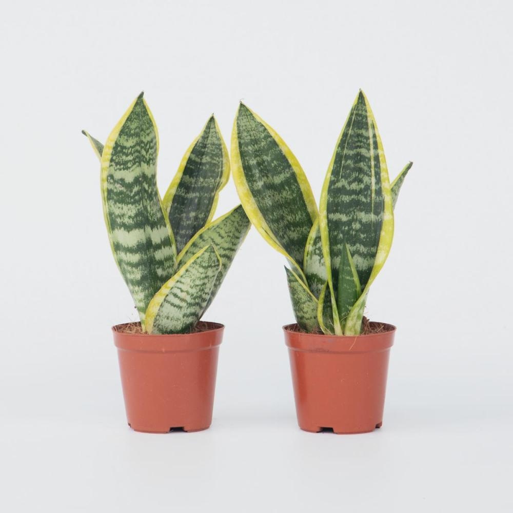 Sansevieria - Akcija v trgovini Spar